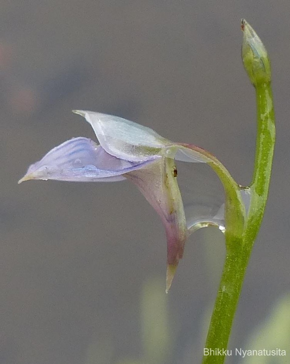 Utricularia uliginosa Vahl